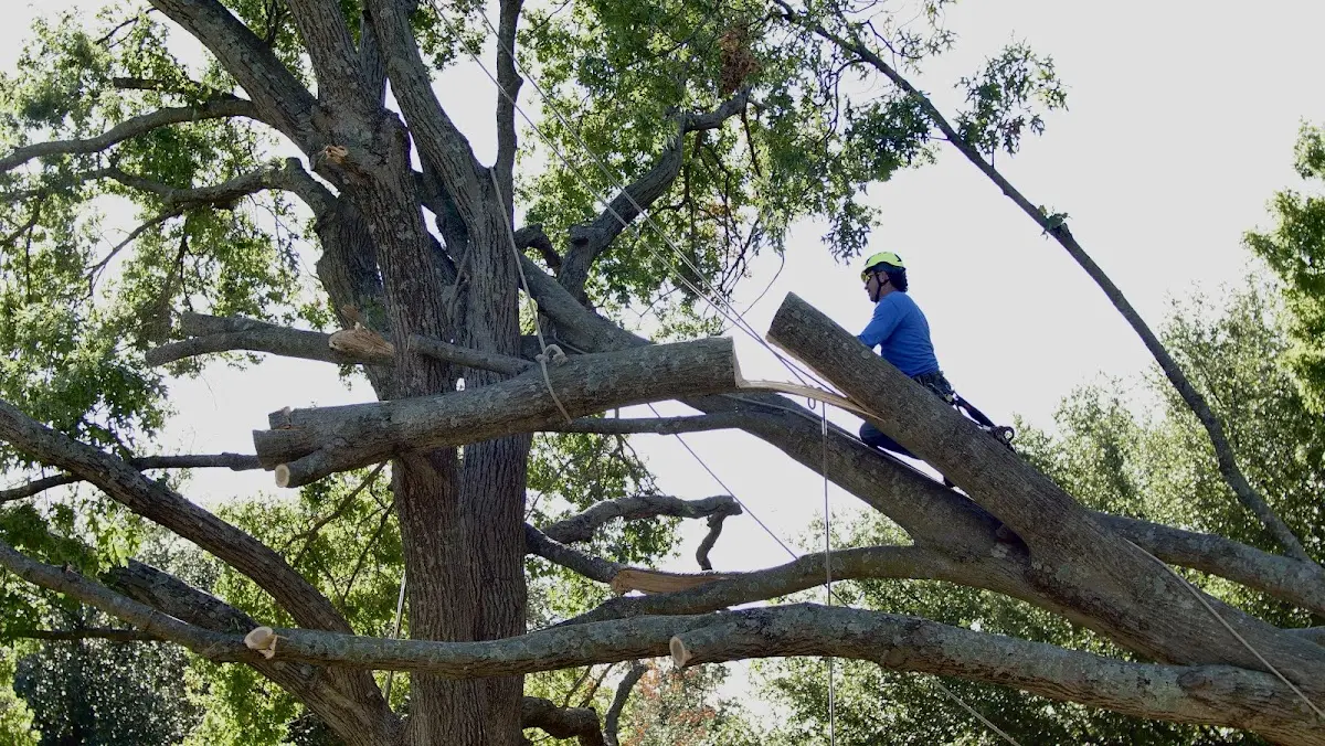 Professional Crown Thinning performed by certified arborists in Tioga