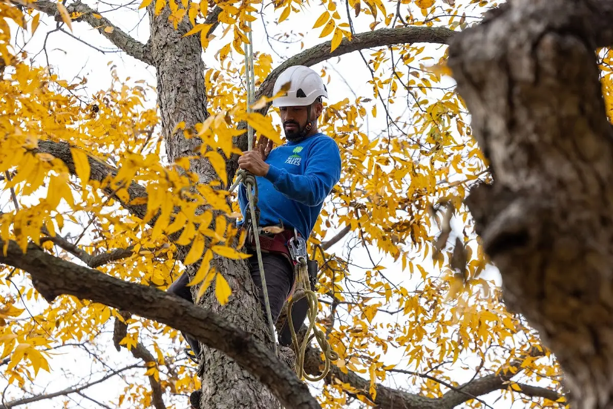 Skilled Dead Tree Removal crew working in Tioga